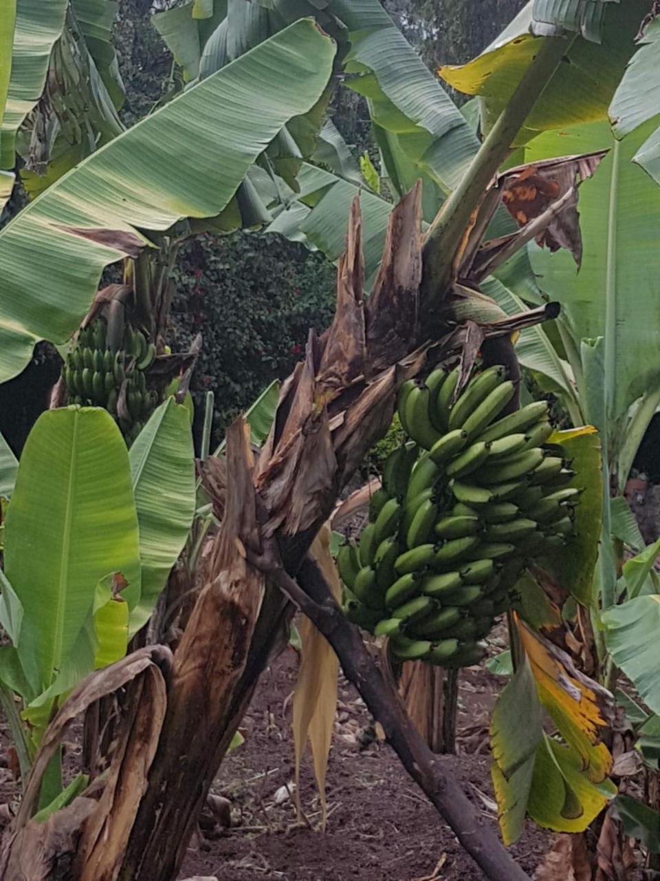 Karen Little Paradise अपार्टमेंट Nairobi